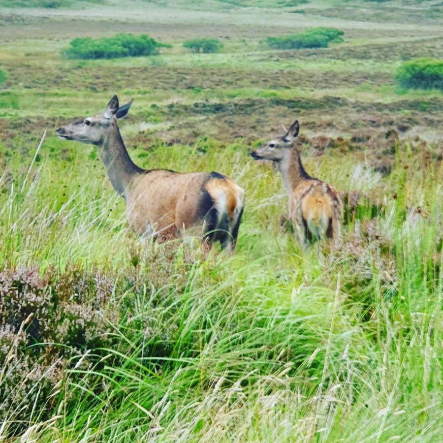 deer green place Kinloch Buitenkant foto